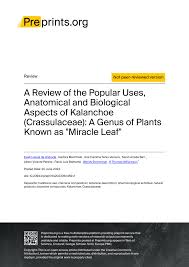 Image result for Kalanchoe latisepala