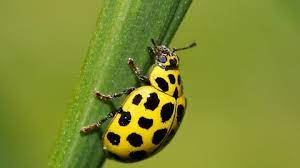 One ladybug can lay 50 eggs in one day. 22 Spot Ladybird The Wildlife Trusts