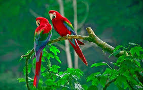 اجمل الصور العالم 2017 اجمل الصور الدنيا جديدة 2018 1160122 Jpg Beautiful Bird Wallpaper Parrot Wallpaper Birds Wallpaper Hd
