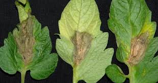 Image result for Botrytis cinerea