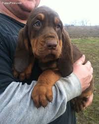 Black And Tan Coonhound Puppies For Sale In Ohio Bloodhound Love This Precious Man Hound Puppies Bloodhound Dogs Bloodhound Puppies
