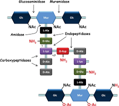 Those that do not have other features that fulfill cell wall function. Cell Wall Structure And Function In Lactic Acid Bacteria Microbial Cell Factories Full Text