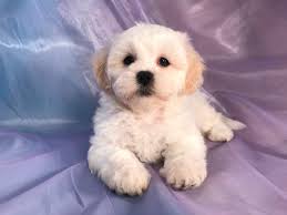 Teddy bear puppies for sale in minneapolis, minnesota. All White Male Teddy Bear Iowa Breeders Minnesota And Illinois