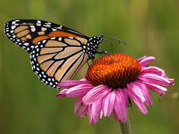 Monarch Butterfly On An Echinacea Flower Butterfly On Flower Monarch Butterfly Butterfly Images