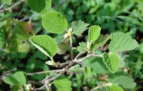 Image result for Grewia villosa