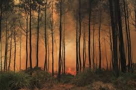 Setianegara adalah desa di kecamatan cilimus, kuningan, jawa barat, indonesia. Kebakaran Gunung Ciremai Meluas