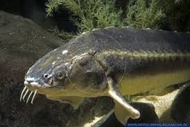 It is found in azerbaijan, bulgaria, georgia, iran, kazakhstan, romania, russia, turkey, turkmenistan, and ukraine. Acipenser Gueldenstaedtii Alias Russian Sturgeon Hippocampus Bildarchiv