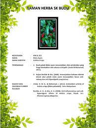 Ekstrak mentah heksan, kloroform, metanol, air daripada daun dan buah ardisia crispa telah. B11 Pokok Mata Ayam Pdf