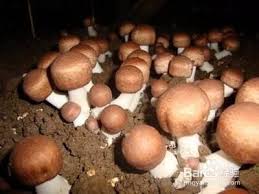 長庚生技 巴西蘑菇 (90粒/瓶) 網路價 $ 1200 詳 1 加入24h購物車 看商品內容>> æ€Žæ ·è¿›è¡Œå·´è¥¿è˜'è‡çš„å‡ºè‡ç®¡ç† ç™¾åº¦ç»éªŒ