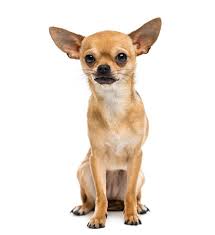 Cachorro Chihuahua Caracteristicas E Fotos