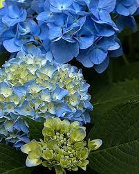 3 Stages Of Hydrangea Bloom Hydrangea Bloom Amazing Flowers Hydrangea