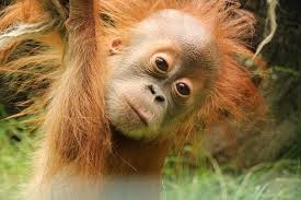 Online ticket für zoo, tierpark und aquarium in berlin. Zoo Dresden Eintritt Ohne Langes Anstehen