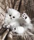 Available Kittens - Doll Face Persian Kittens