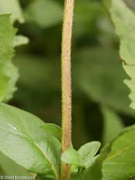 Image result for Guizotia