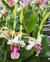 Tag Your Orchid Loving Friends Here Is A Small Taste Of The Orchids We Have In Today We Have A Good Selection Of Lady Sl Orchid Leaves Orchids Orchids Garden