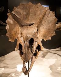 Front View Of Triceratops Skull From The Houston Museum Of Natural History The Prehistoric Animals Dinosaur Fossils Skull
