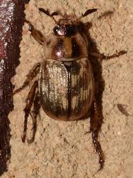 Image result for Berlinia orientalis