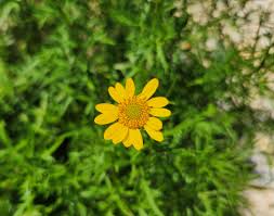 Image result for Seidelia