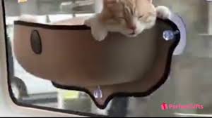 4.6 out of 5 stars. The Worlds Best Cat Window Bed Hammock Youtube
