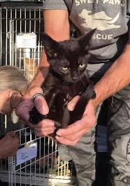 There are lots of black cats (especially seniors!) looking for loving homes on petfinder or adopt a pet! A Community S Cats Operation Colony Cats Is On A Mission The Dispatch