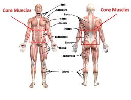 The 30 best back exercises will build muscle and power. Breaking Down Core Muscles Renovo Fitness