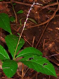 Image result for Petiveria