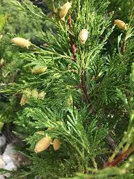 Image result for Calocedrus decurrens