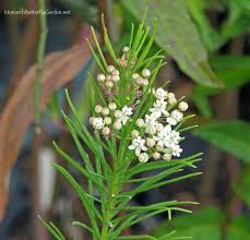 Find Milkweed Plants And Milkweed Seeds For Monarchs 25 With Images Butterfly Garden Plants