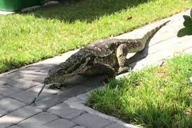 Mereka memang hidup di anak benua india dan seluruh asia. Biawak Sepanjang 2 Meter Meneror Sebuah Keluarga Di Florida