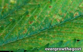Fortunately, tip burn is not a permanent condition you have to accept when it comes to your avocado tree. How To Fix Cannabis Calcium Deficiency Ca Pics Symptoms