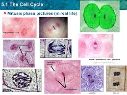 In plant cells vacuoles are large, bounded by a single unit membrane called tonoplast. The Cell Cycle Has Four Main Stages Ppt Video Online Download
