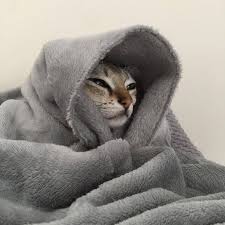 Mood Karantinamood In 2020 Cats Cute Cats Cat Aesthetic