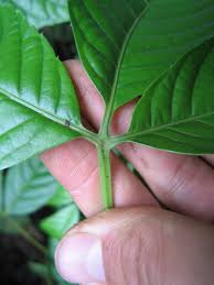 Image result for Deinbollia sp. A