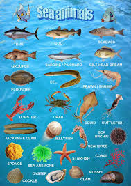 Sea Animals Poster 2 Sea Animals Animals Animal 2