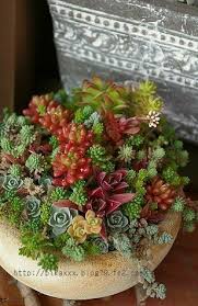 Pin Von Pumm Manus Auf Succulent Plant Garten Pflanzen Sukkulenten Kakteen Und Sukkulenten