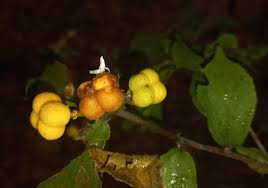 Image result for Grewia pachycalyx