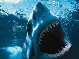 90+ vectors, stock photos & psd files. Great White Shark Home Facebook