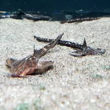 Black And White Spotted Catfish Eel Tail Banjo Catfish Platystacus Cotylephorus Catfish Freshwater Aquarium Fish For Sale