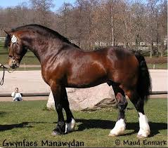 Welsh Cob Section D Stallion Gwynfaes Manawydan Horse Breeds Welsh Pony Beautiful Horses
