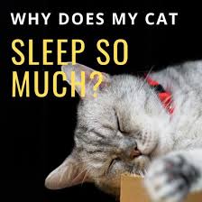 Pin On Hubpages Pet Articles