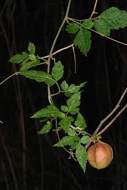 Image result for Cardiospermum corindum