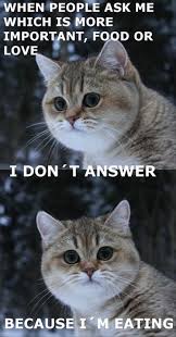 We Love Cute Pictures Of Cats Dogs Horses Pigs Cows Lions And Tigers And Bears Oh My Funny Animal Memes Funny Cat Videos Funny Animals