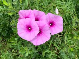 Image result for Ipomoea papilio