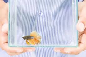 We did not find results for: 7 Best Fish For 1 Gallon Tank Complete Guide Fish Tank Master