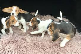 Beagle puppies are amazing companions. Pure Breed Beagle Puppies Hayward For Sale Humboldt County Pets Dogs