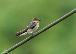 Find more indonesian words at wordhippo.com! Burung Layang Layang Archives Jamiun S Photography