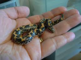 Contact snakes for sale on messenger. 8 Small Easy To Care For Pet Snakes For Beginners Pethelpful By Fellow Animal Lovers And Experts