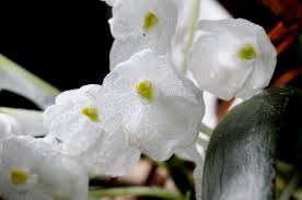 Image result for Podangis