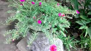 Verdolaga de flor, flor de seda. Flores Rayo De Sol O Amor Por Un Rato Flowers Sunshine Or Love For A Mouse Youtube