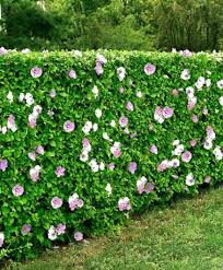 Hibiscushaag Met Bloemen In Gemengde Kleuren Deze Haag Heeft Dus 3 Verschillende Hoofdkleuren In Voorjaar Gr Garden Hedges Hibiscus Garden Hedges Landscaping